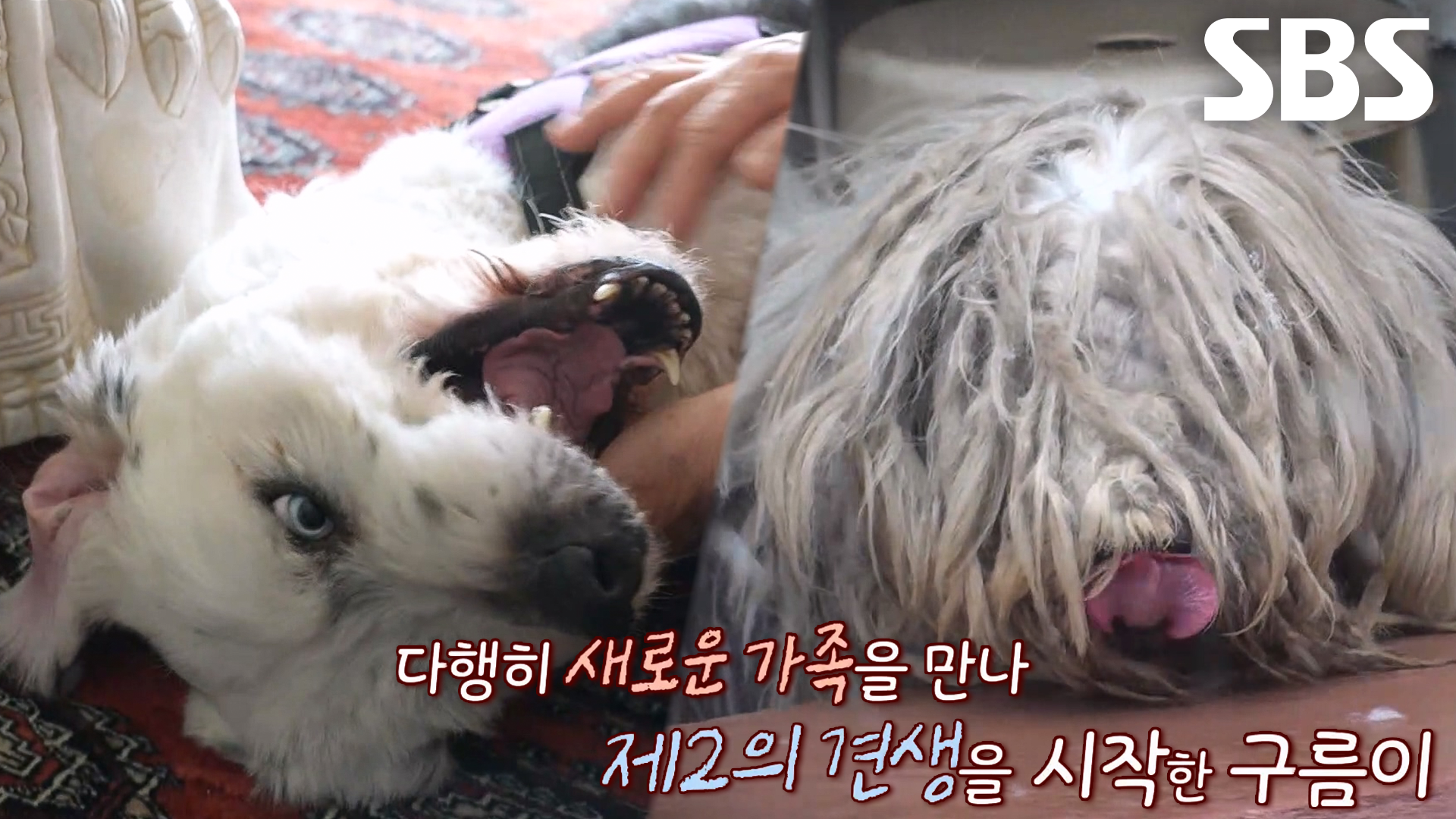 배너