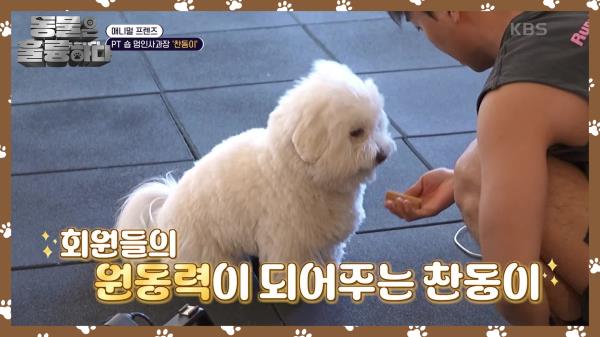 [애니멀 프렌즈] PT 숍 멍인사과장 ‘찬동이’ | KBS 250324 방송 